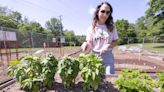 Fresh food: Massillon Community Health Garden continues to grow in its second year