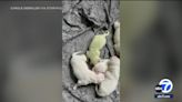 Golden retriever puppy 'Shamrock' born with green hue becomes viral sensation