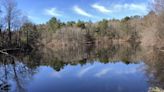 Spring in the Blue Hills: Beavers, skunk cabbage and spicebush. What you can see, smell