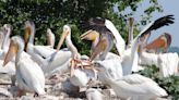 Feathered jewels on a spinning chandelier: White pelicans have made an astonishing recovery in Wisconsin