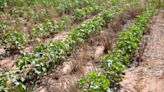 Cotton questions: West Texas producers optimistic as weather brings mixed bag