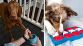 Genius inventions you (& your dog) will wish you got sooner
