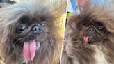 The ‘World’s Ugliest Dog’ contest has announced its 2024 winner