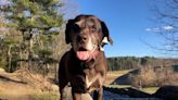 15-Year-Old Labrador Mix Shares Beginner Tips for Runners and It’s an Inspiration