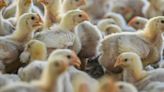 Bird flu is on the move — here are the different strains around the world - National | Globalnews.ca