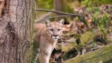 Trapped Mountain Lion Uses Acrobatic Skills to Help Rescuer Get Him Out of Spillway