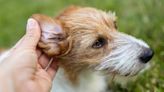 Trainer reveals how to get your dog used to ear care in 7 simple steps