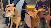 Esto se sabe de Mateo, el perrito que sobrevivió a un incendio en Cali