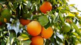 Crise no mercado de suco de laranja leva à busca por frutas substitutas