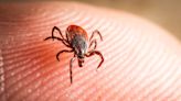Tick Bite Symptoms: What to Watch For
