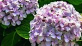 How to Grow and Care for Penny Mac Hydrangea
