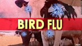 New federal guidelines seek to limit spread of bird flu among dairy cows