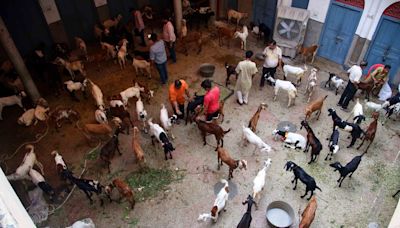 Jains in Old Delhi pose as Muslims to buy goats, 'rescue' them from Bakrid sacrifice