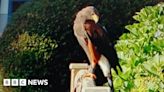 Call to find owner of Harris hawk seen in Longrock