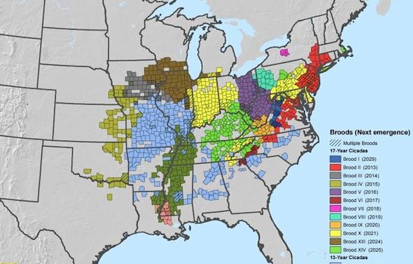 Where in Michigan will rare cicadas emerge this year?