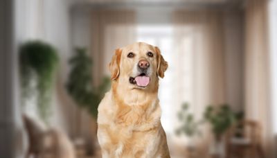 Golden Retriever and His Dad Have Ongoing Prank War and It’s Totally Epic