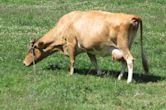 Guernsey cattle