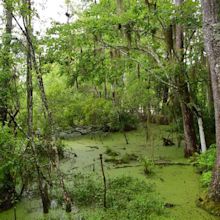 Audubon Swamp Garden (Charleston) - All You Need to Know BEFORE You Go