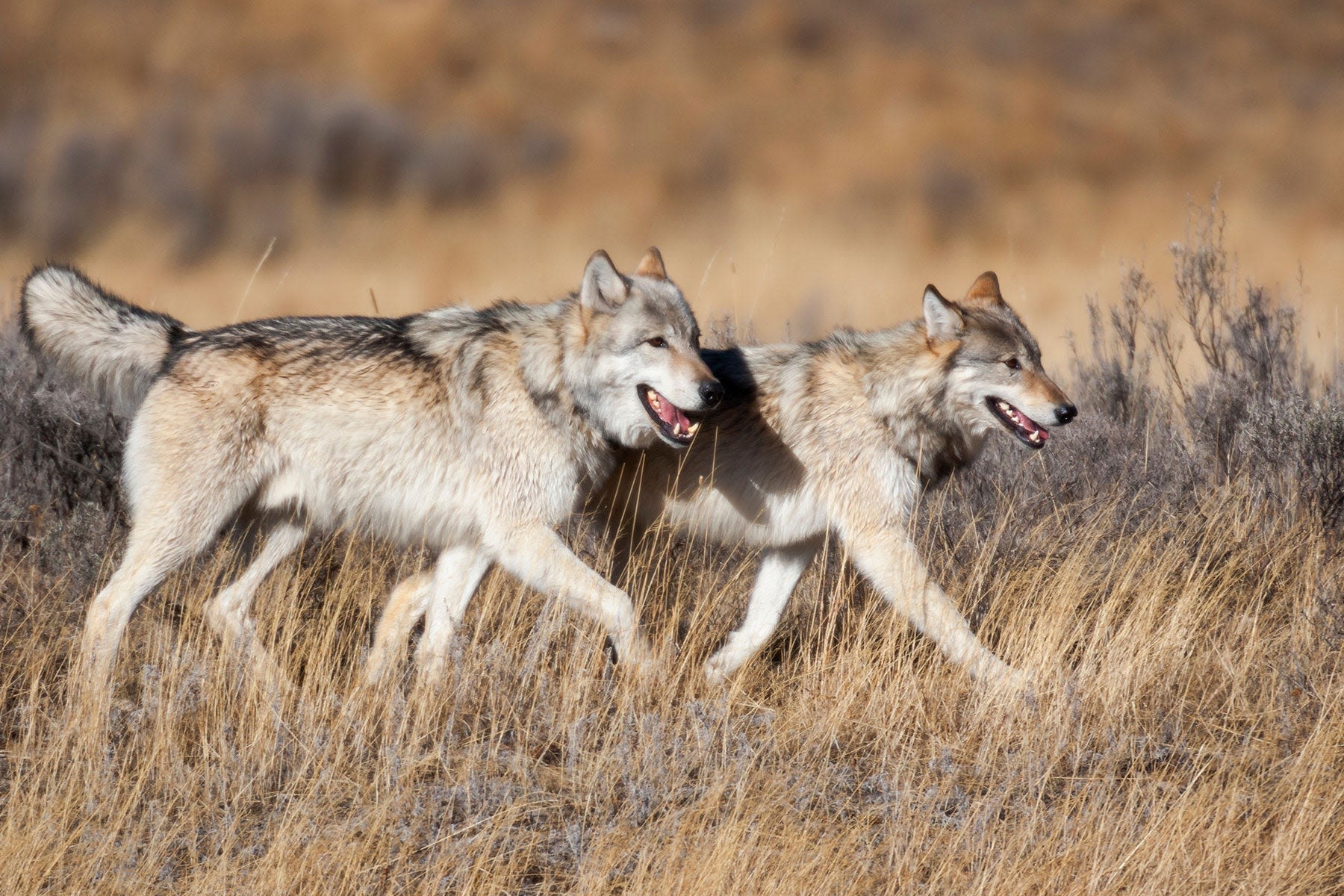 Bill That Would Delist Gray Wolves Passes U.S. House—Will it Clear the Senate?
