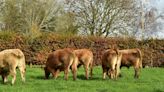 Beef farmers wanted for research project looking at reducing finishing age of cattle