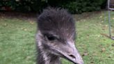 Runaway emu sparks manhunt after vaulting fence in the middle of the night