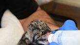 A rare, clouded leopard kitten has been born at OKC Zoo