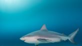 A 13-year-old girl fought off a bull shark that bit her several times at a Florida beach, report says