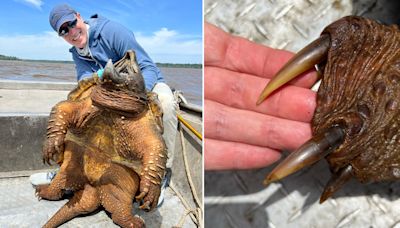 Fisherman hooks prehistoric 200-pound alligator snapping turtle before catching monster alligator gar