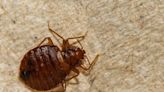 B.C. landlord must pay tenant $1,322 for bed bug infestation