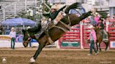 Xtreme Bronc Ride Ignites Miles City Bucking Horse Sale