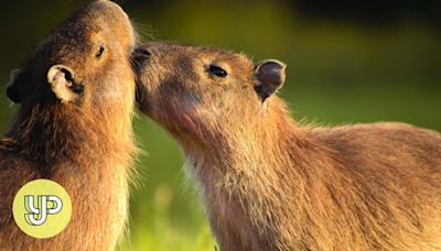 Your Voice: Capybaras are rising in popularity (long letters)
