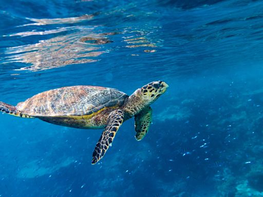 Paddleboarders Swoon Over Adorable Tiny Sea Turtle Swimming Out to Sea in Florida