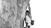 Are These the Eight Closest Calls in Climbing?