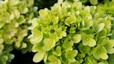 How to Plant and Care for a Limelight Hydrangea