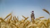 Armed Syrian Kurdish Women Stand Guard Over Precious Wheatfields