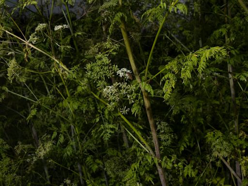 Watch out for poison hemlock, the deadly plant blooming across Virginia