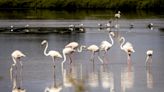 Árvore filogenética das aves é finalmente desvendada com a ajuda de um português