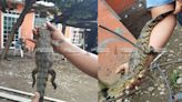 Creciente arrastra lagarto a zona urbana