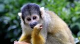 Blumenthal, Murphy propose law to ban owning monkeys