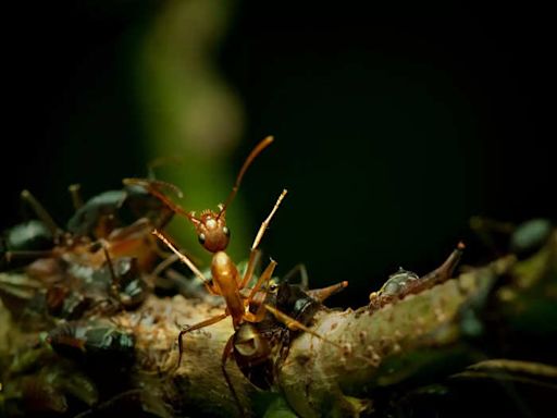 After humans, ants are now the only species found performing life-saving surgery on others of their species! | Business Insider India