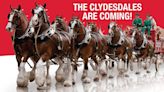 Clydesdale Horses coming to Flinchbaugh’s Market in late June