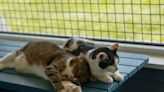 A sneak peek at Faithful Friends' new animal shelter near New Castle