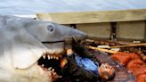 Tiny Sharks with Big Bite Sink Ship Off Australian Coast