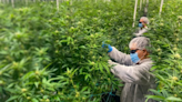 Latin America's Best-Kept Cannabis Secret: Meet The Biggest Marijuana Company In The Region