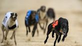 Leah’s Best triumphs at Enniscorthy greyhound stadium to make it five wins from six races