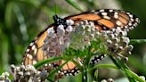 California monarch numbers tick up statewide but drop in Ventura County