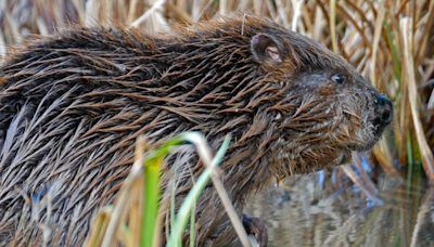 Evidence of beavers found along river