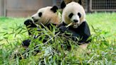 2 new giant pandas are returning to Washington's National Zoo from China by the end of the year