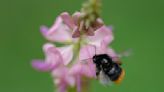 Germany Counting Insects Photo Gallery