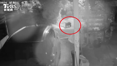 真實版小熊維尼！茶農蜂蜜被偷看監視器發現竊賊是「黑熊」
